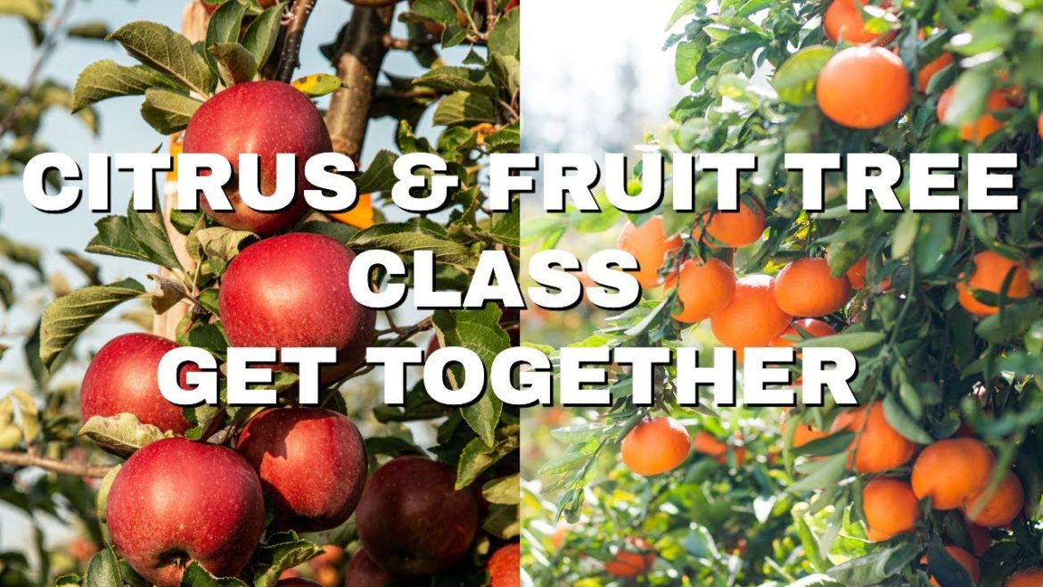 Fruit & Citrus Tree Class Get Together | Sacramento Valley | #containergardening