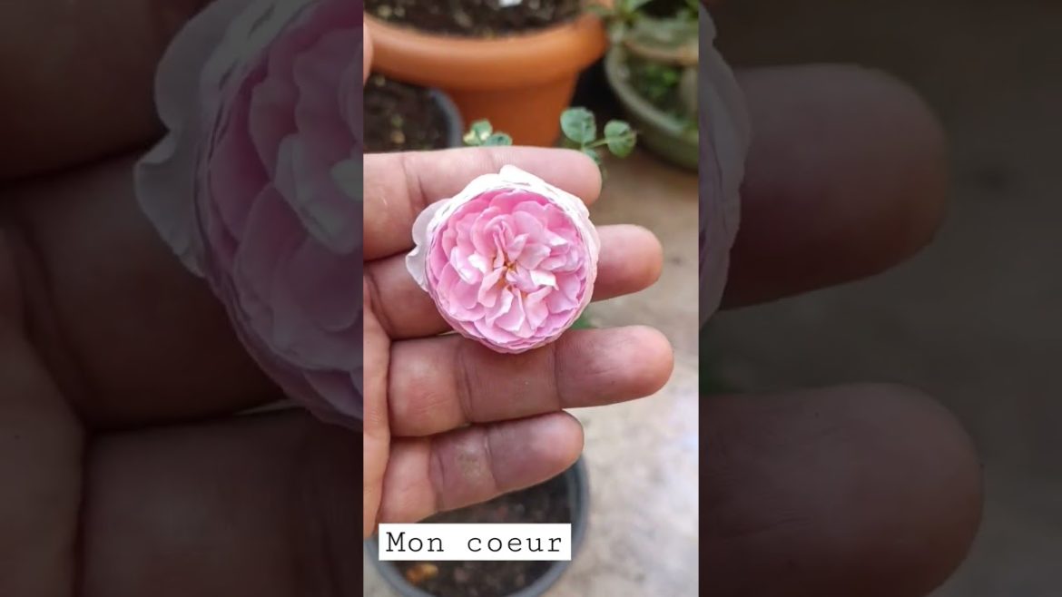 #shorts Mon Coeur rose 🌹 #japanese #roses#youtubeshorts #gardening#indiangardening#gardener#channel