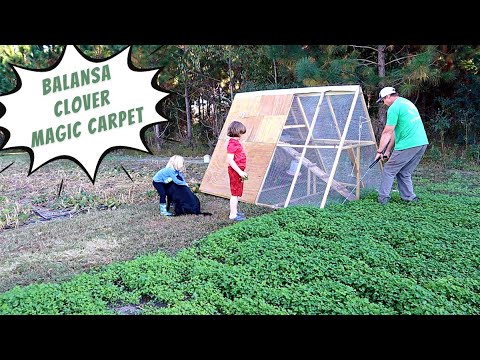 Using Chickens to Make Incredible Backyard Garden Soil! Using Chickens to Make Incredible Backyard Garden Soil!