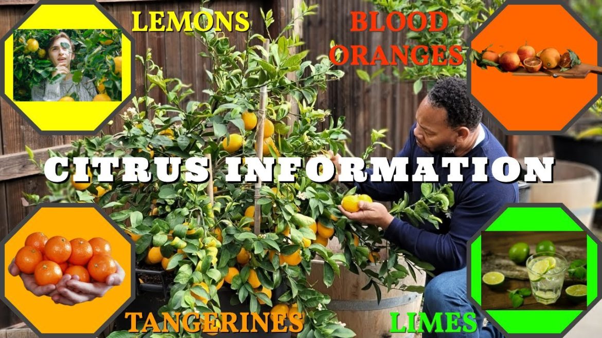 Helping My Container Grown Citrus Trees Stay Healthy During Winter (Part 1) Helping My Container Grown Citrus Trees Stay Healthy During Winter (Part 1)