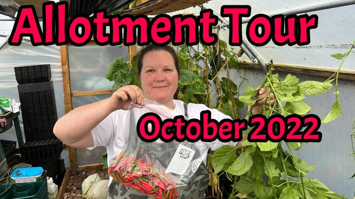 October 2022: Full tour of Allotment Plot: Productive Vegetable Garden UK: 2 full plots!