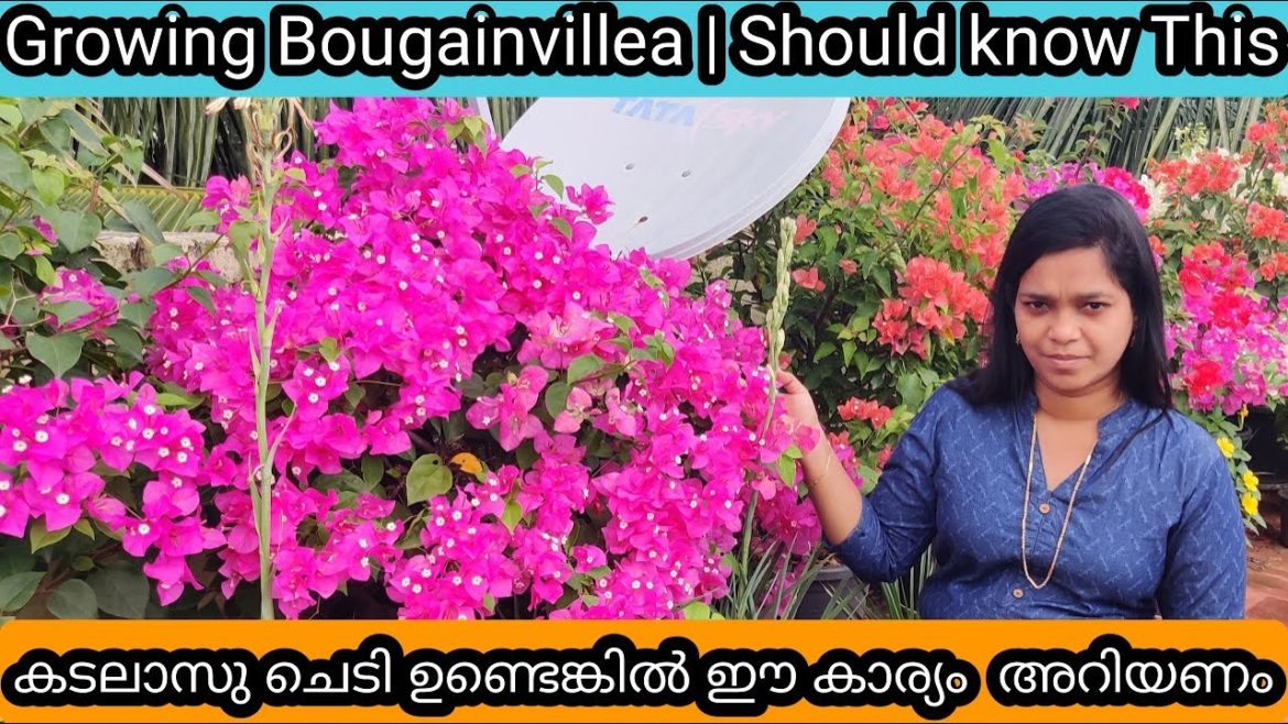 10 Golden Tips for Healthy Bougainvillea & Flowering | ബൊഗൈൻവില്ല ചെടി ആരോഗ്യത്തോടെ വളർത്താൻ 10 ടിപ്