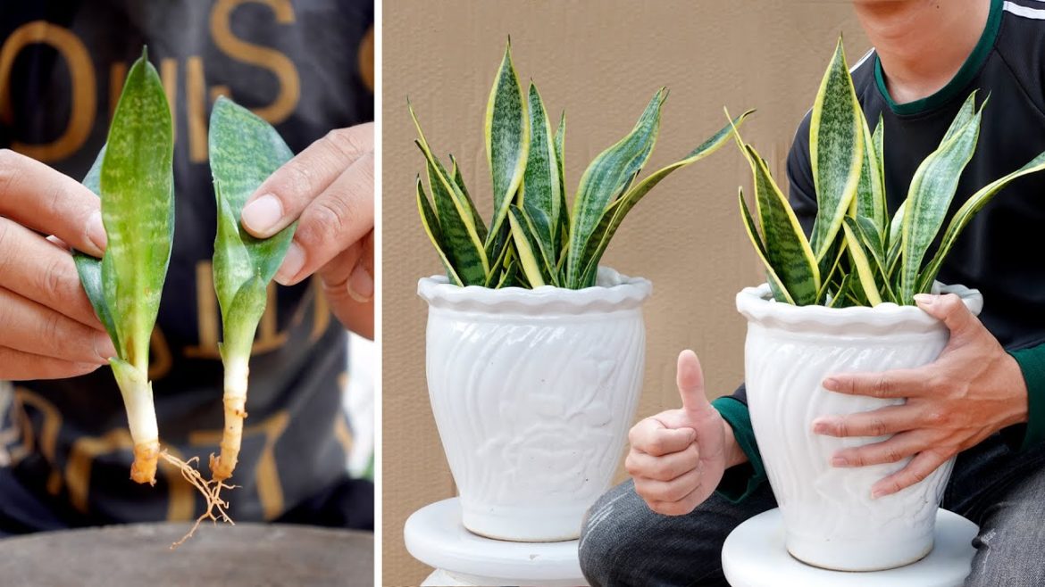 Unique way breeding Tiger Tongue Tree, banishes bad luck, brings fortune, not everyone knows Unique way breeding Tiger Tongue Tree, banishes bad luck, brings fortune, not everyone knows