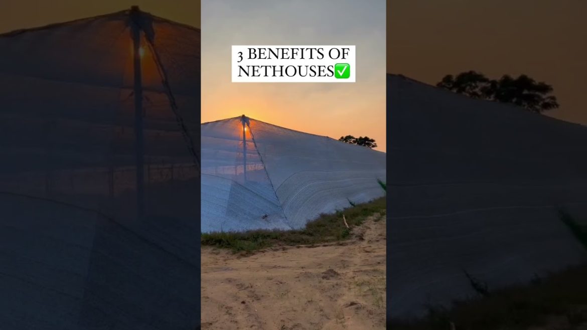 3 of the many Benefits of using a Net house #shorts