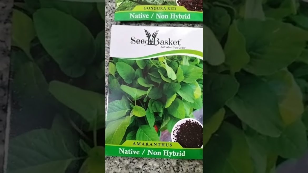 Winter Season Growing Vegetables at Home Garden | Seedbasket