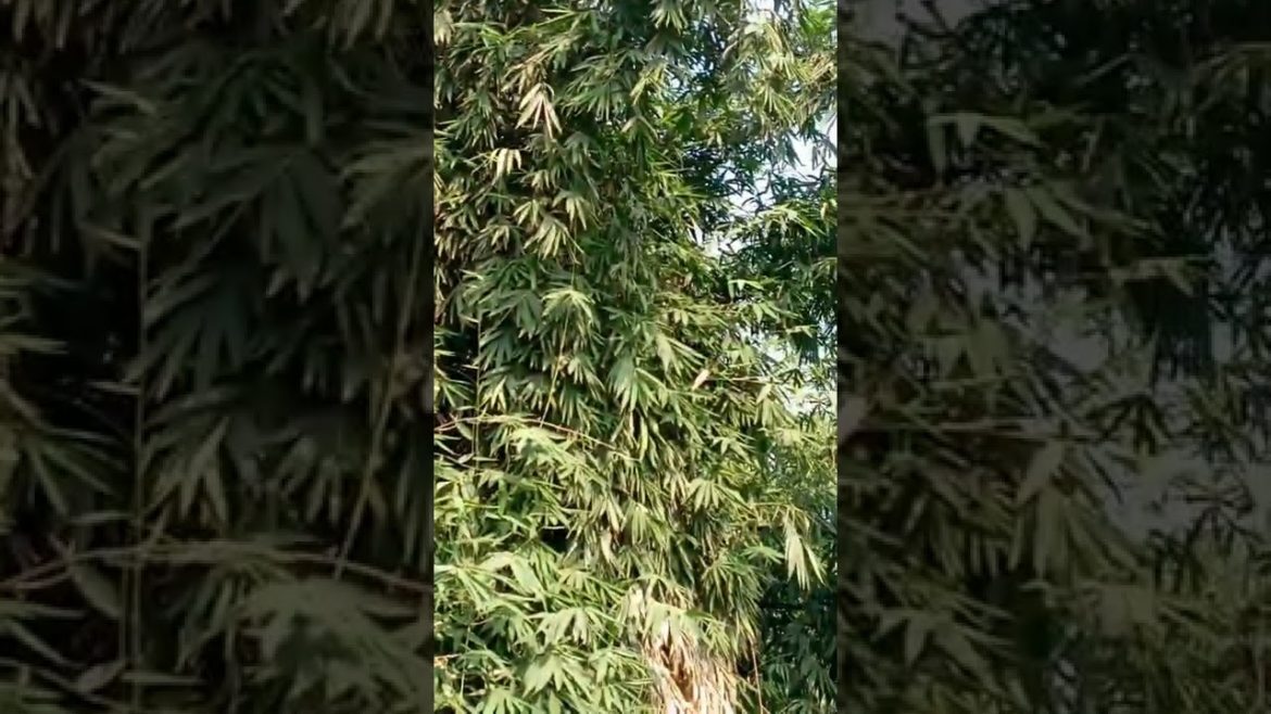 Great Gardening tips and homemade tools #Shorts Great Gardening tips and homemade tools #Shorts