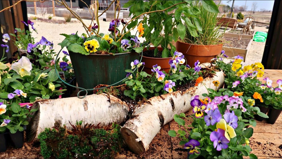 Planting a Birch Log for Spring | Frizzle Sizzle Pansies | Container Gardening Tips//Garden Farm Planting a Birch Log for Spring | Frizzle Sizzle Pansies | Container Gardening Tips//Garden Farm