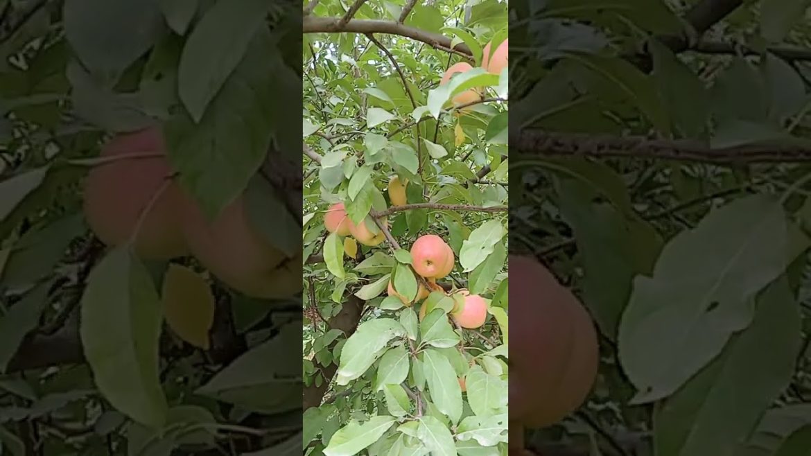 Delicious red apple fruit in the garden 2022 Delicious red apple fruit in the garden 2022