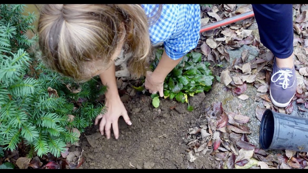 Autumn Chores: Arborvitaes Care, Transplanting Deadline for Zone 5,6,7