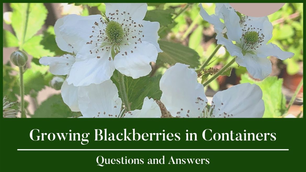 Growing Blackberries in Containers|How to Grow Blackberries|Container Gardening