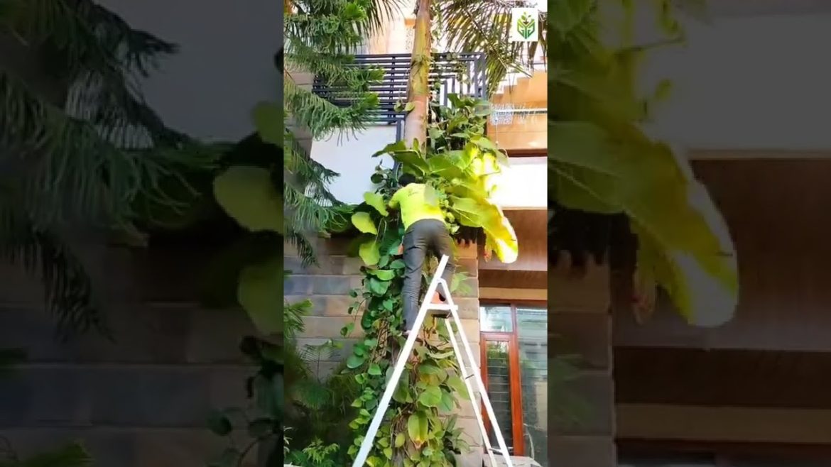 Garden maintenance services by GYG #shorts #homegarden Garden maintenance services by GYG #shorts #homegarden