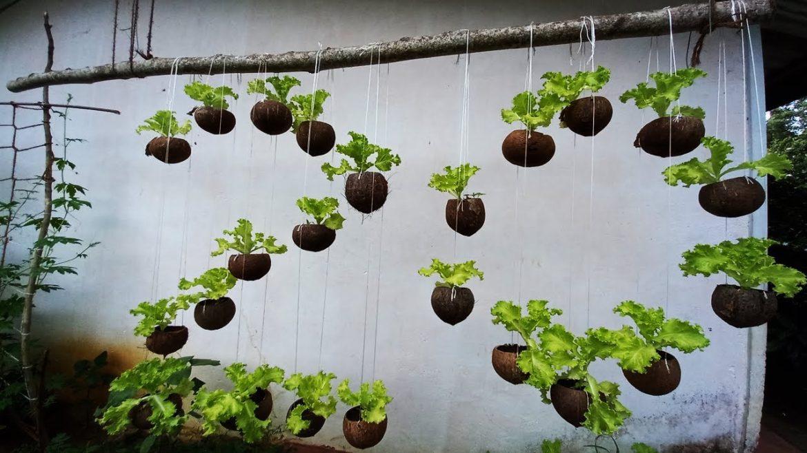 No nead for garden, turn a small place into a lush vegetable garden |