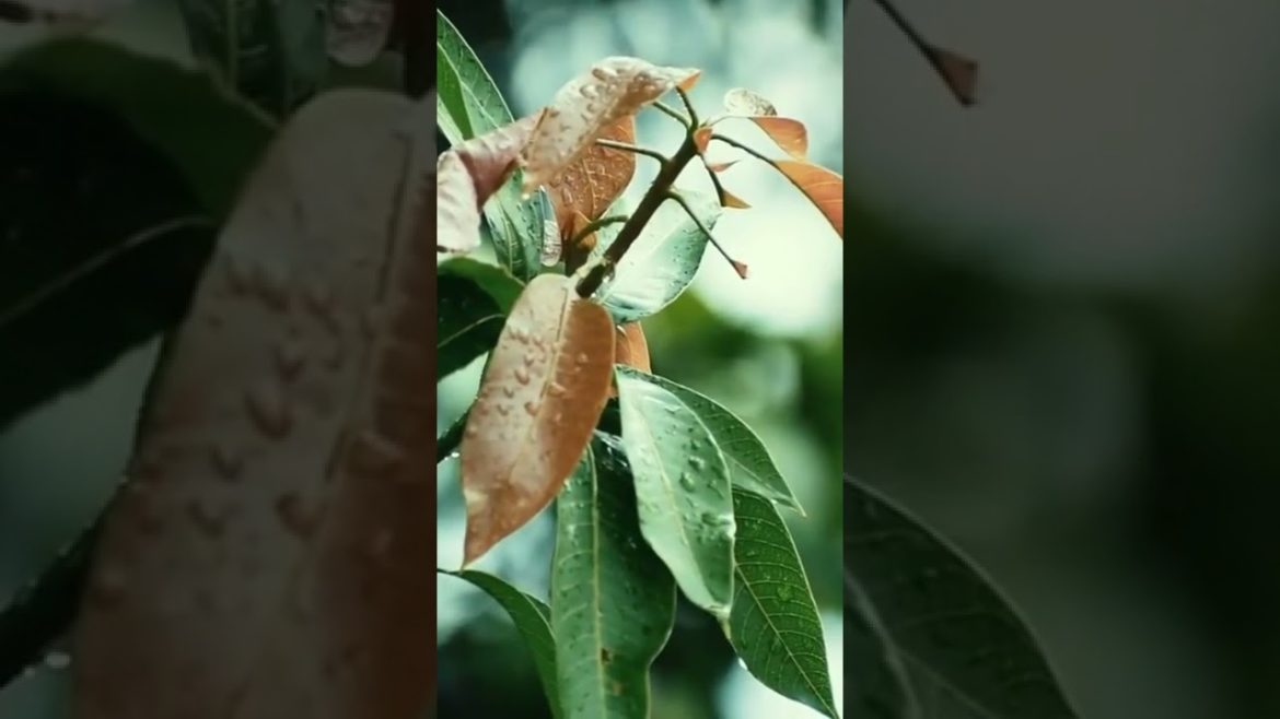 How To Grow Mango Tree In A Pot | Mango Tree Care #shorts