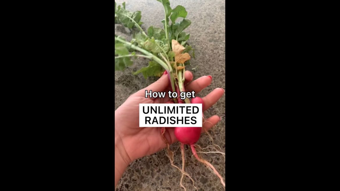 Infinite radishes hack #shorts