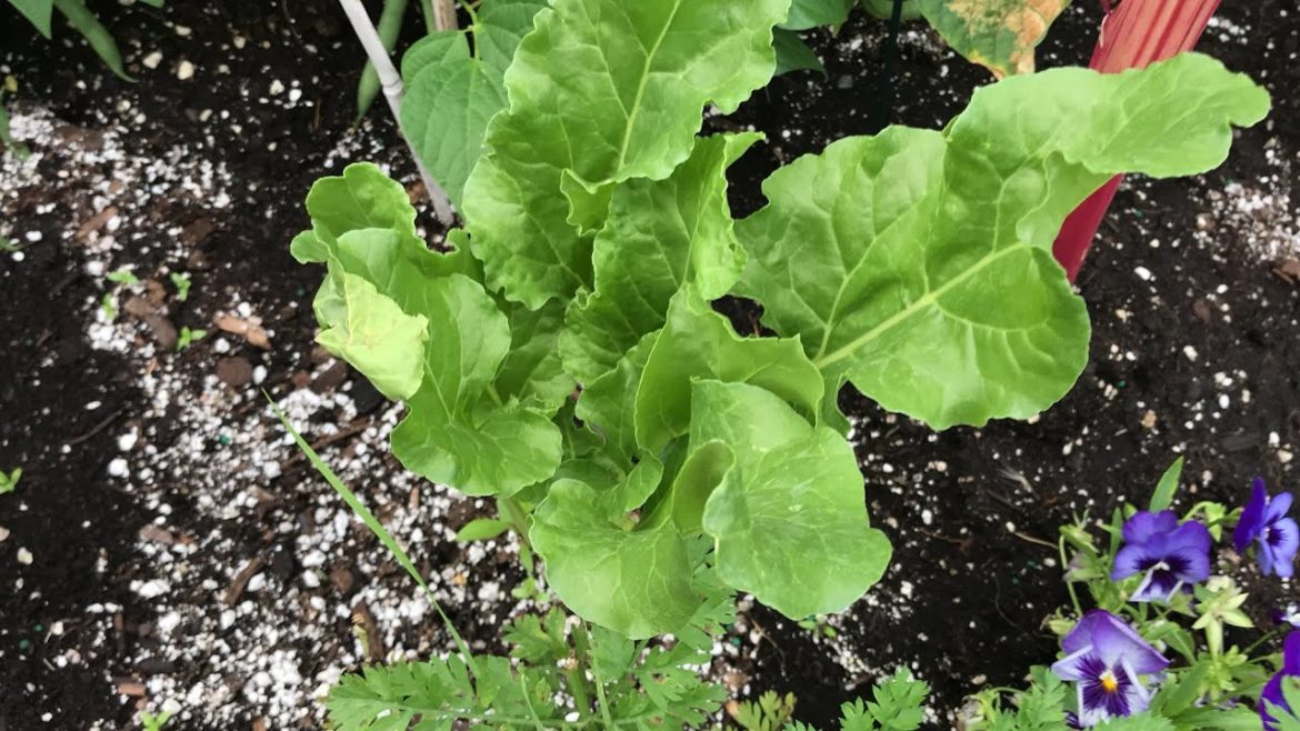 Garden Sesh Follies: I FINALLY FOUND SPINACH's DOPPLEGANGER!! Garden Sesh Follies: I *FINALLY* FOUND SPINACH's DOPPLEGANGER!!