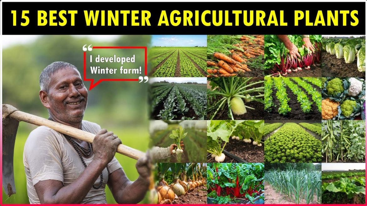 15 Best Winter AGRICULTURAL PLANTS | Easy to Grow VEGETABLE GARDENING Plant at Home 15 Best Winter AGRICULTURAL PLANTS | Easy to Grow VEGETABLE GARDENING Plant at Home