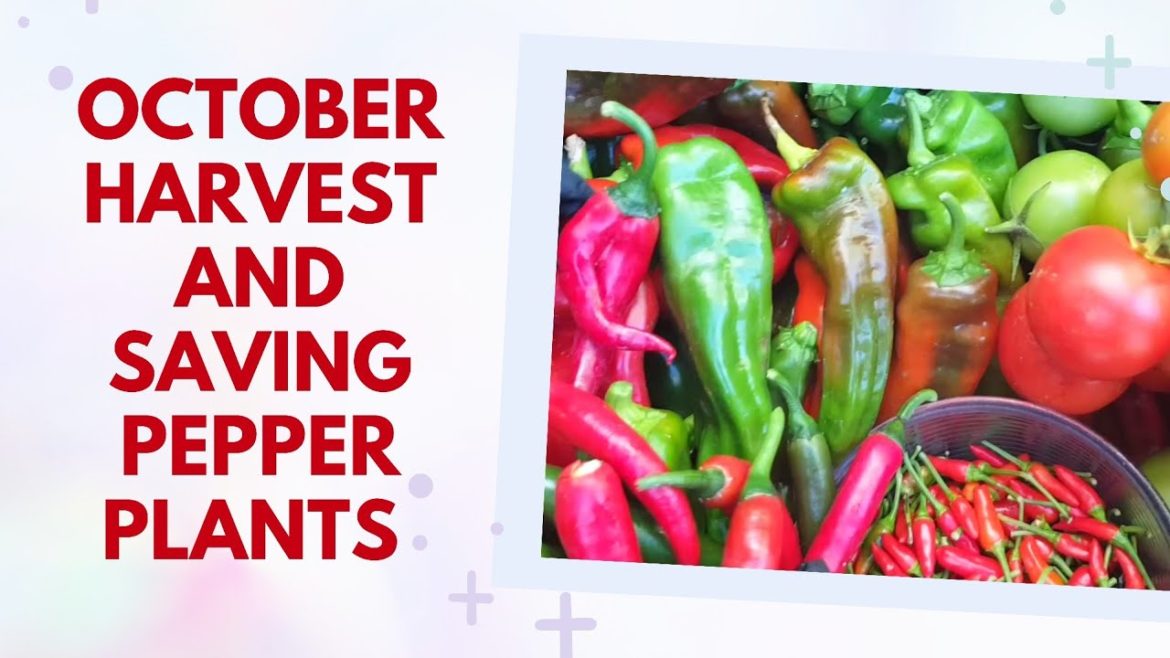 👌Harvest and How to Overwinter Pepper Plants to Grow Again Next Year 👌Harvest and How to Overwinter Pepper Plants to Grow Again Next Year