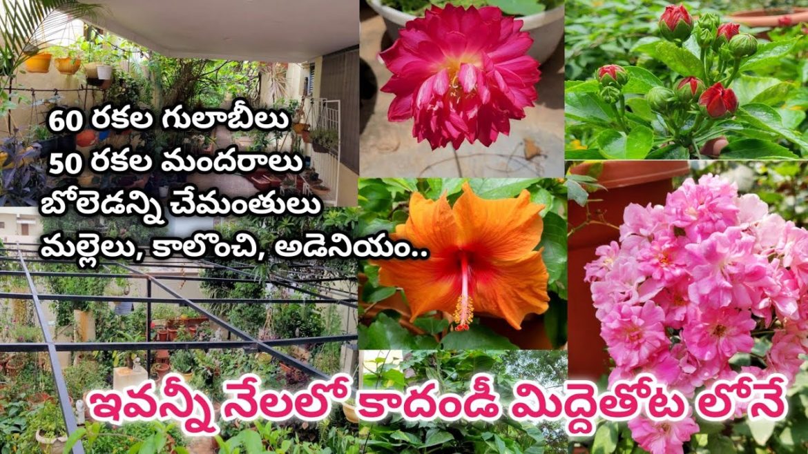 Terrace Garden tour | home garden | 60 varities of Roses | 50 varities of hibiscus | Dr. Gita sharma Terrace Garden tour | home garden | 60 varities of Roses | 50 varities of hibiscus | Dr. Gita sharma