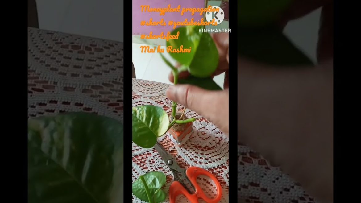 money plant propagation|planter fridge magnet|gardening tips|hanging plants|fridge magnet ideas