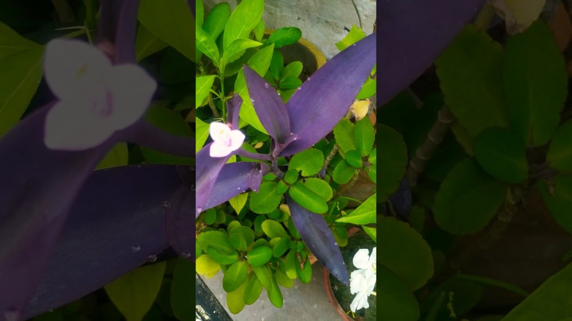 purple π plant # purple π flower#love4 gardenπ³π±# garden tips # shorts purple π plant # purple π flower#love4 gardenπ³π±# garden tips # shorts