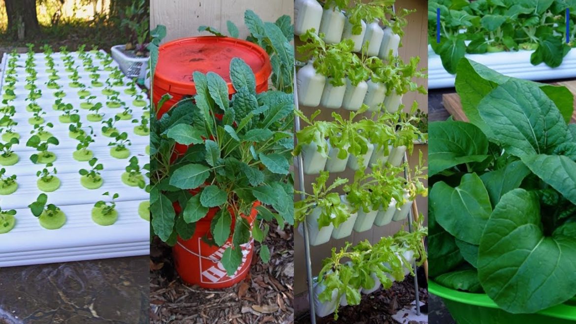 28 Days in a Hydroponic EASY GARDEN Cheap & Easy