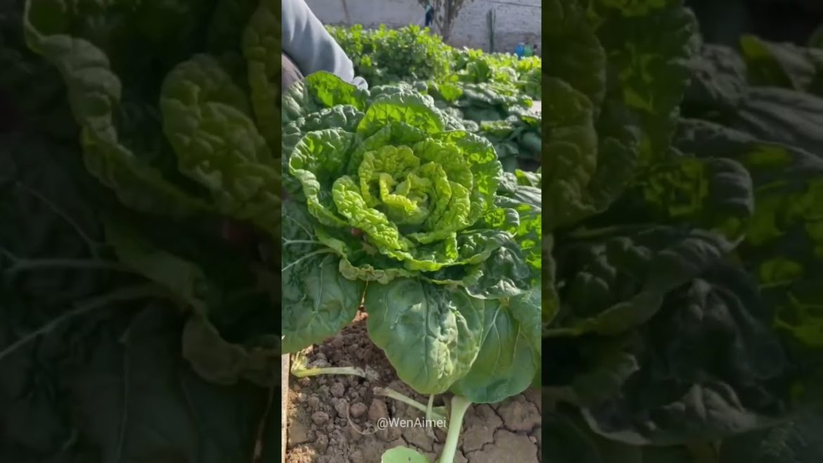 Beautiful Nature with Rural Life #shorts #naturalife #rurallife