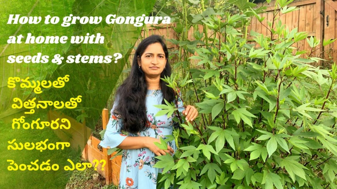 How to grow Gongura at home | Backyard garden in usa | telugu vlogs from usa | myself sailaja