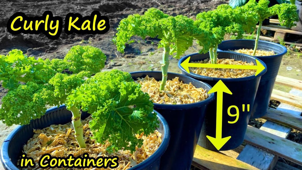 Growing Kale from Seed to Harvest - Container Gardening
