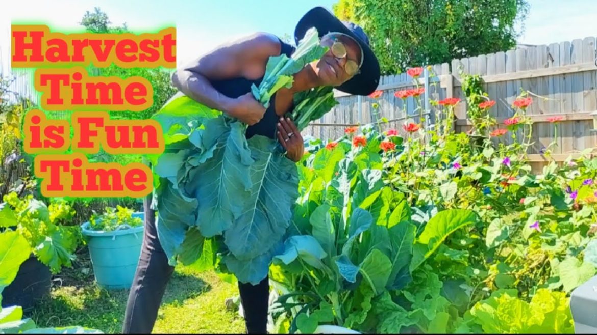 Harvest Time is Fun Time Growing My Own Food And Fertilizer ‼️