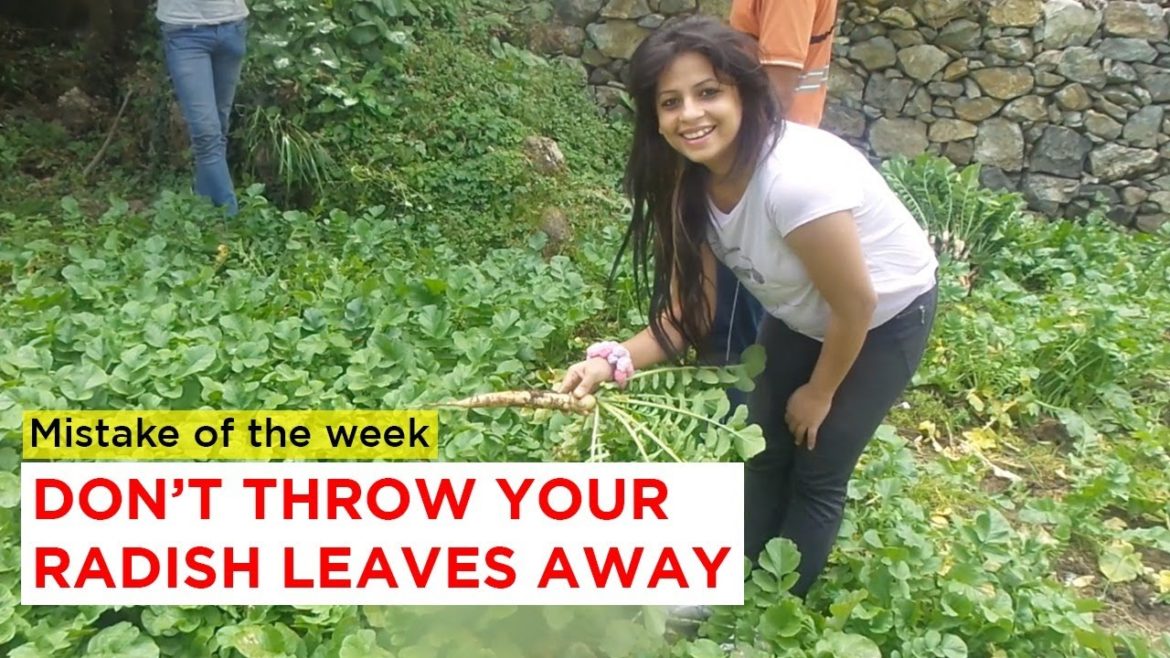 Best Use for Radish Leaves! -Dietitian Shreya Best Use for Radish Leaves! -Dietitian Shreya