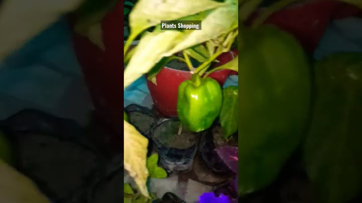 Vegetables and Flowers Plants Shopping II Nursery Visit