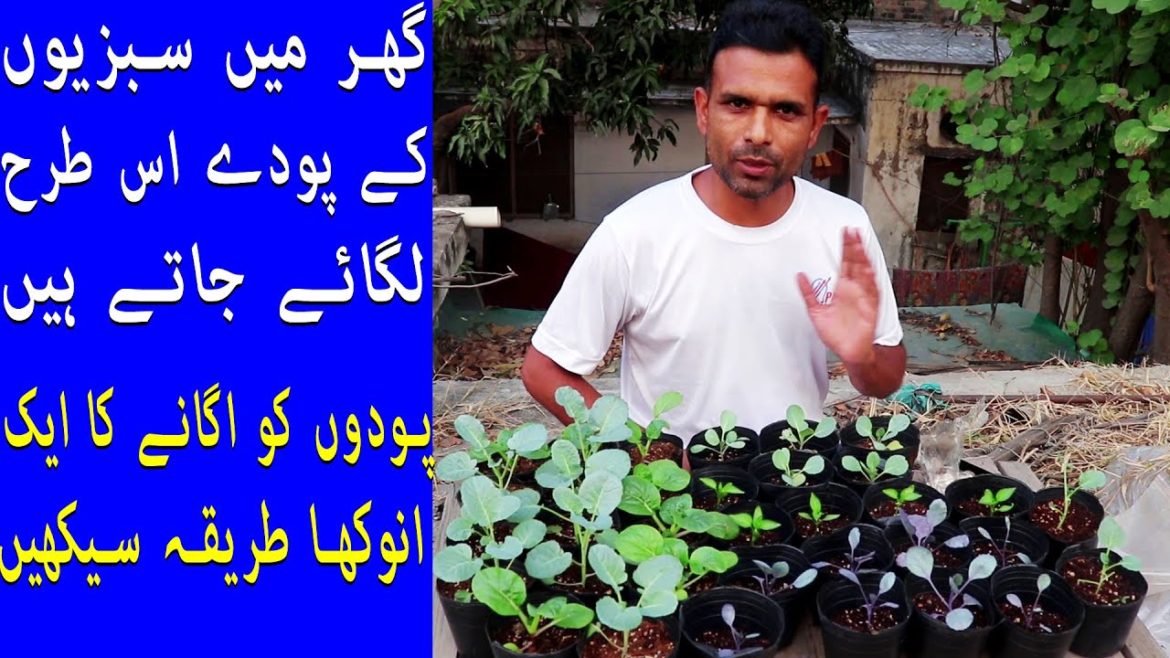Vegetable plants ise tarike se lagaya karen