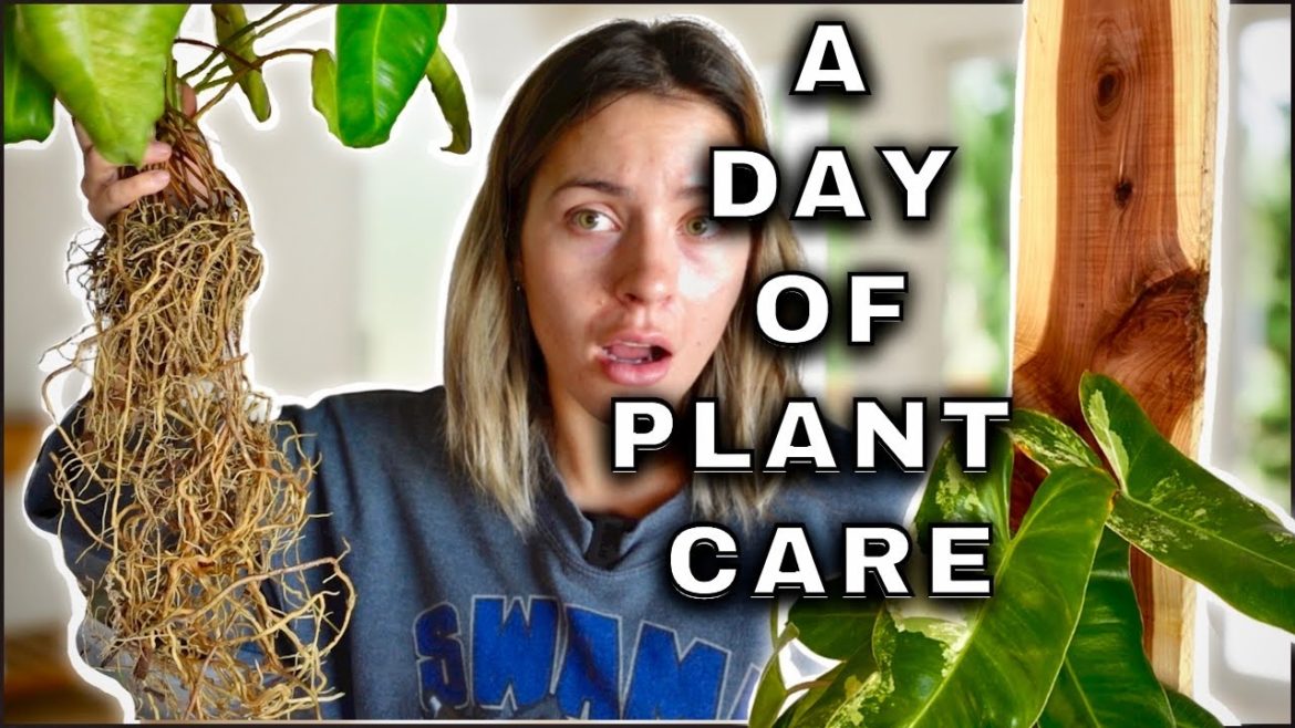 How I Display Houseplants to Keep Them Exciting | Plant Care Day – REPOTTING & Plant Updates. How I Display Houseplants to Keep Them Exciting | Plant Care Day - REPOTTING & Plant Updates.