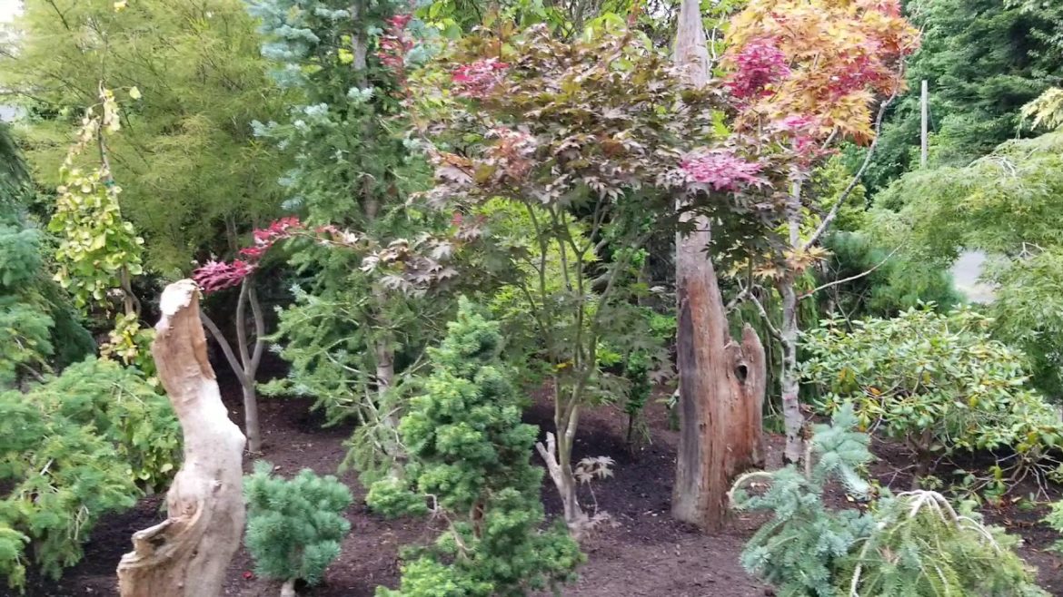 Landscaping the garden with Japanese maples - Amazing maples Aug 2018