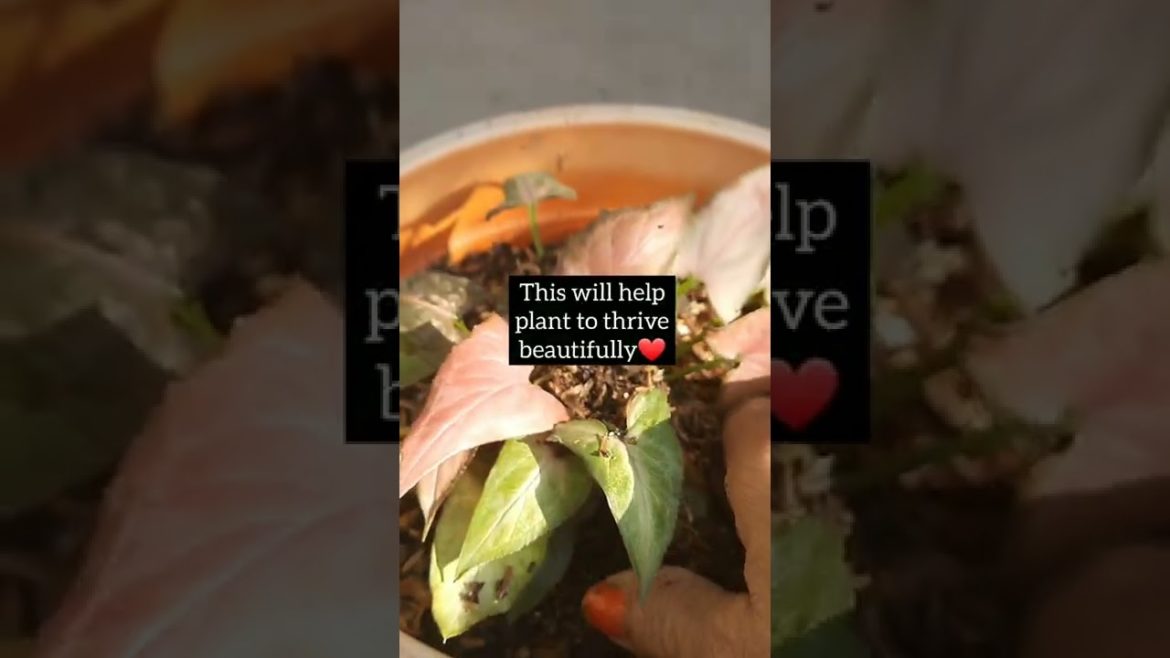 Easy plant care tip I Rice husk for plants I Easy Gardening with Chandana