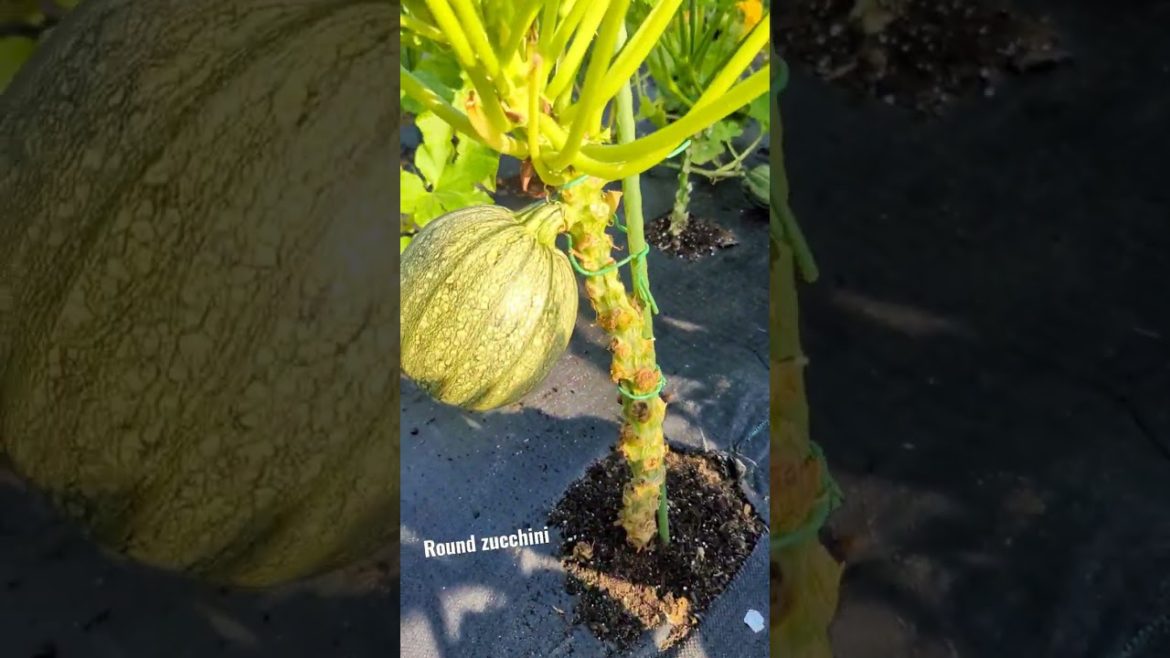 Backyard garden | Early morning quick look| #garden