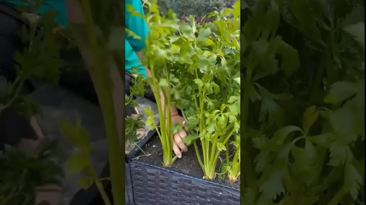 beautiful nature with rural life || shorts|| entertainment and fun