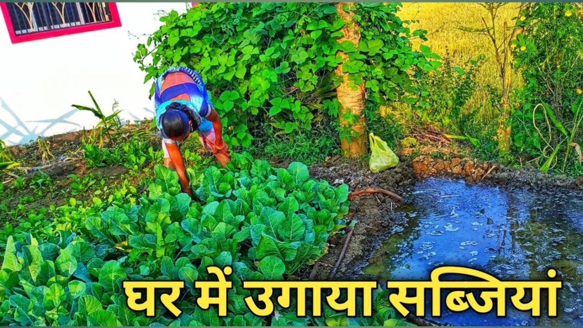 Home Grown Vegetables ।।🥒🍅vegetable garden llघर में ही उगा लिया सब्जियां🍆 ll Home Grown Vegetables ।।🥒🍅vegetable garden llघर में ही उगा लिया सब्जियां🍆 ll