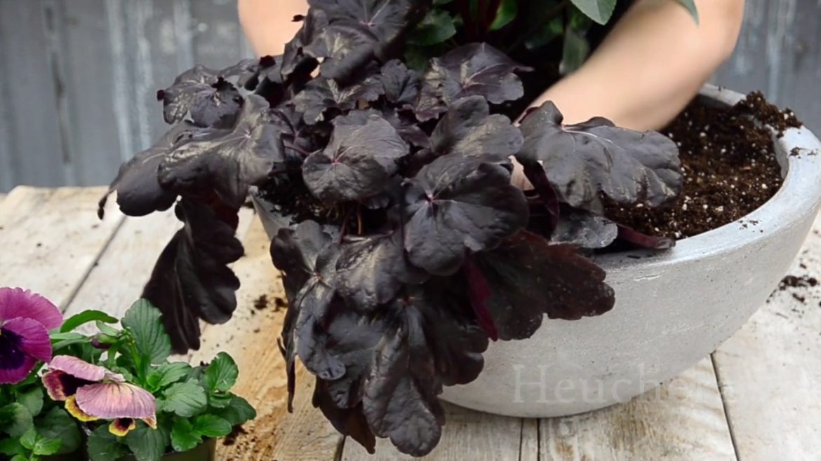 Marsala Container Garden Inspiration || West Coast Gardens Marsala Container Garden Inspiration || West Coast Gardens