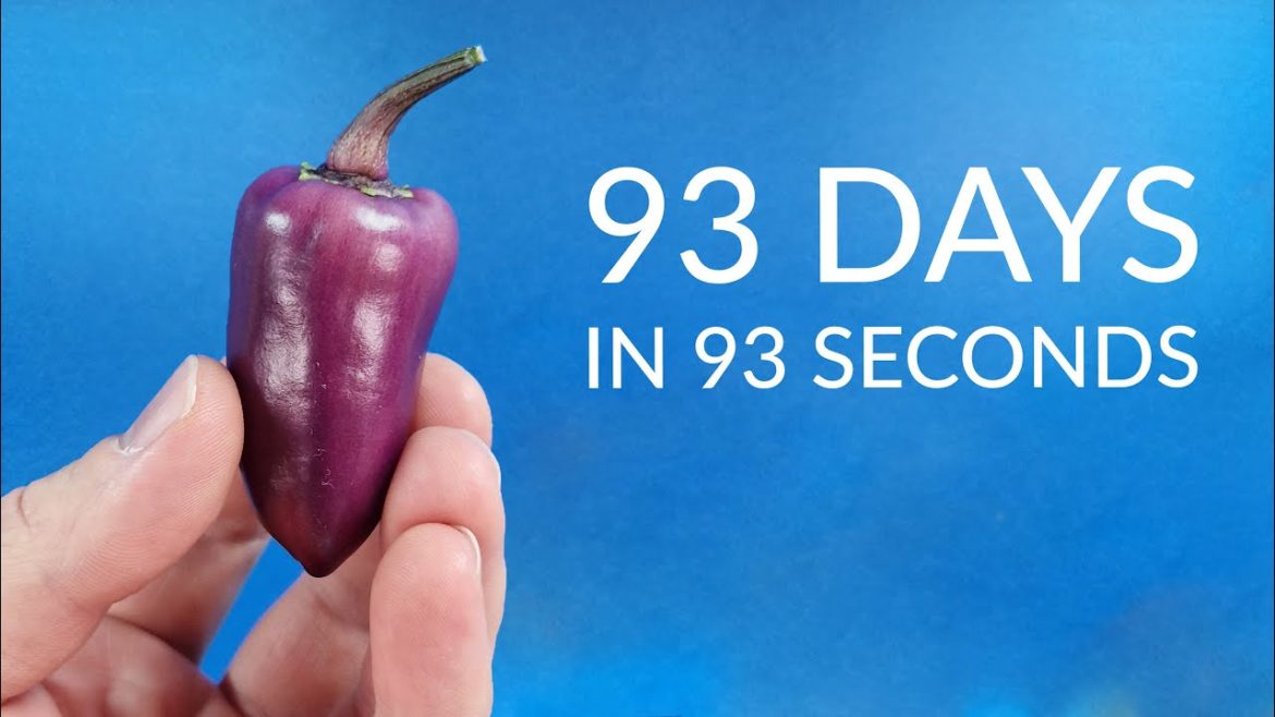 PURPLE BELL PEPPER Time-lapse