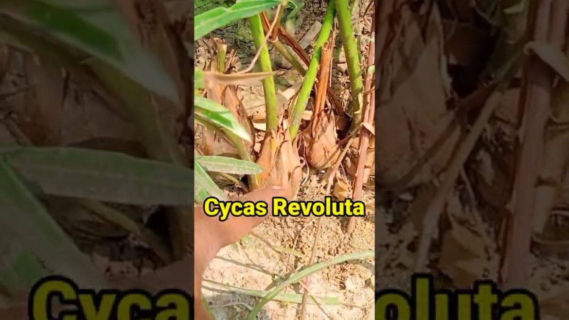 Cycas Revoluta, Take care of your Garden. #gardeningtips #growth #green #gardening #flowers #mango