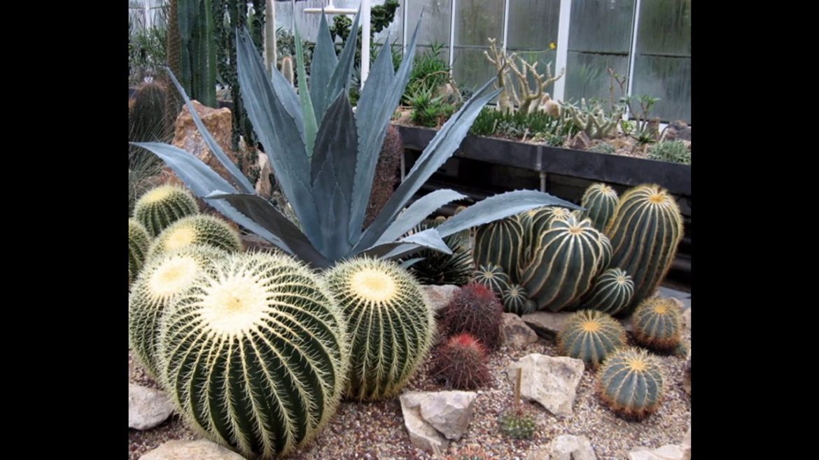 Cactus garden ideas Cactus garden ideas