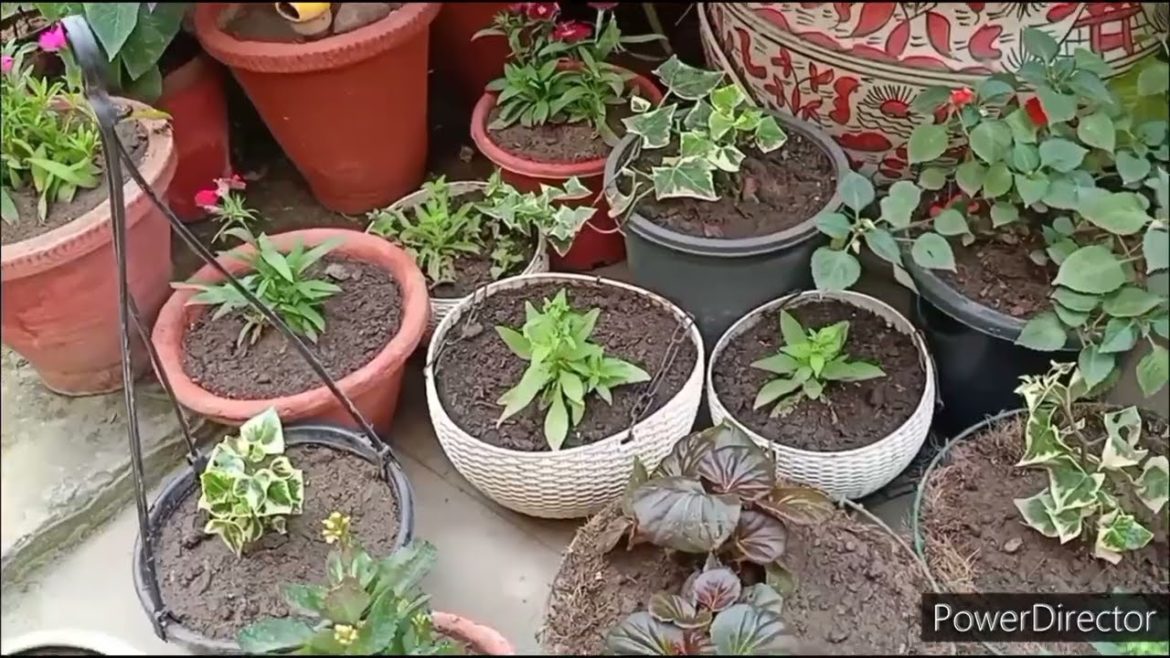 पुरानी Garden soil को कभी ना फेकिये देखिए हम कैसे Reuse कर सकते हैं