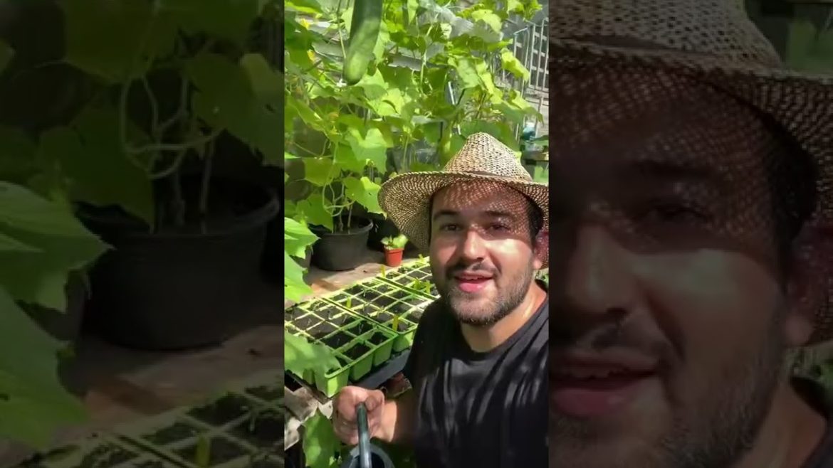 #shorts #garden #gardening #gardentour #gardener #gardens #harvest #harvesting #organic #planting #shorts #garden #gardening #gardentour #gardener #gardens #harvest #harvesting #organic #planting