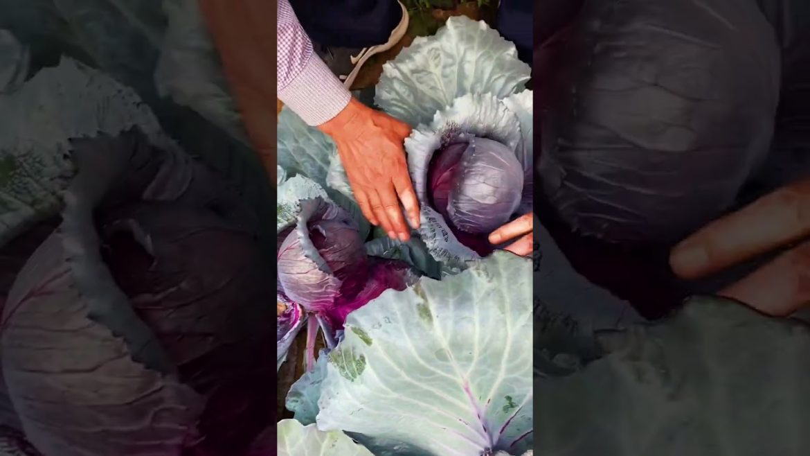 Life style garden vlog| idea sharing vegetalbe