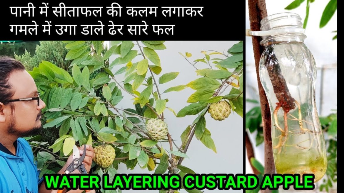 How To Grow Custard Apple In Pot By Water Layering and seed | Gamle Me Dher Sare Sitafal / Sharifa How To Grow Custard Apple In Pot By Water Layering and seed | Gamle Me Dher Sare Sitafal / Sharifa
