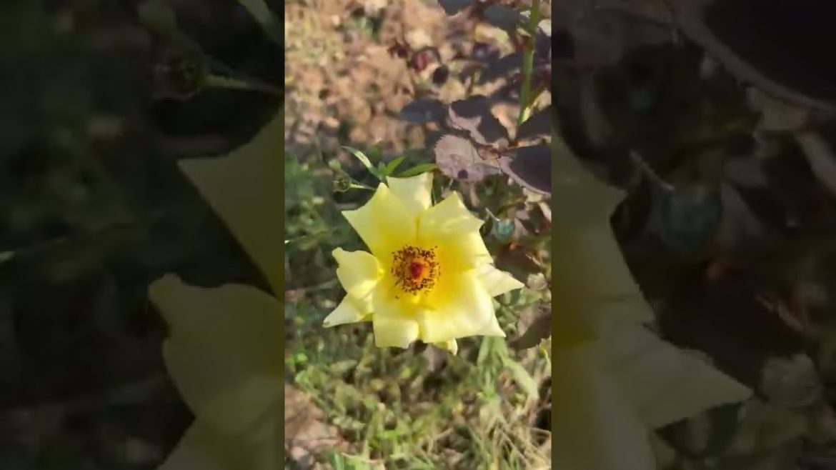 Exitment rose #shorts#youtubeshortsvideo#flowersforpearly#trending Exitment rose #shorts#youtubeshortsvideo#flowersforpearly#trending