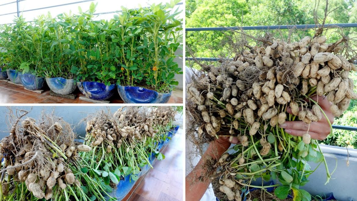 Tips for growing Peanuts in plastic bottles at home, very high yield