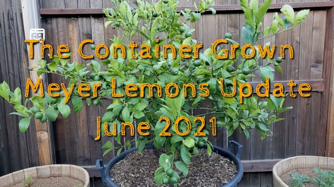 REUPLOAD! MORE INFO! THE CONTAINER GROWN MEYER LEMON UPDATE JUNE 2021 #restoringthemeyerlemon REUPLOAD! MORE INFO! THE CONTAINER GROWN MEYER LEMON UPDATE JUNE 2021 #restoringthemeyerlemon