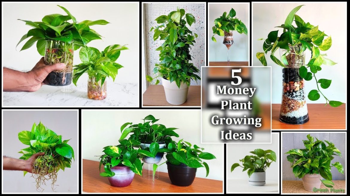 Money plants Water Decoration & Propagation Ideas with Care Tips in Indoor-Money Plant//GREEN PLANTS